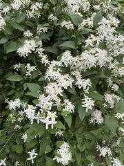 Clematis