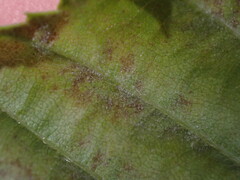 Erysiphaceae