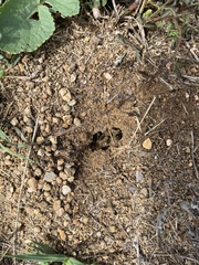 Formicidae