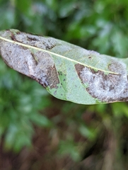 Erysiphe alphitoides