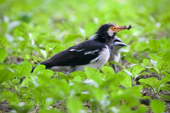 Gracupica floweri