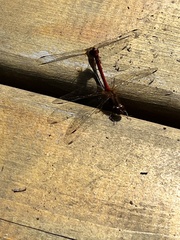 Sympetrum