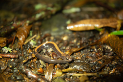 Plethodon shenandoah