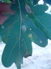 Neuroterus anthracinus