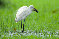 Egretta garzetta garzetta