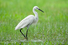 Egretta garzetta garzetta