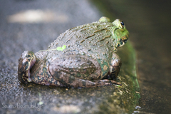 Hoplobatrachus chinensis