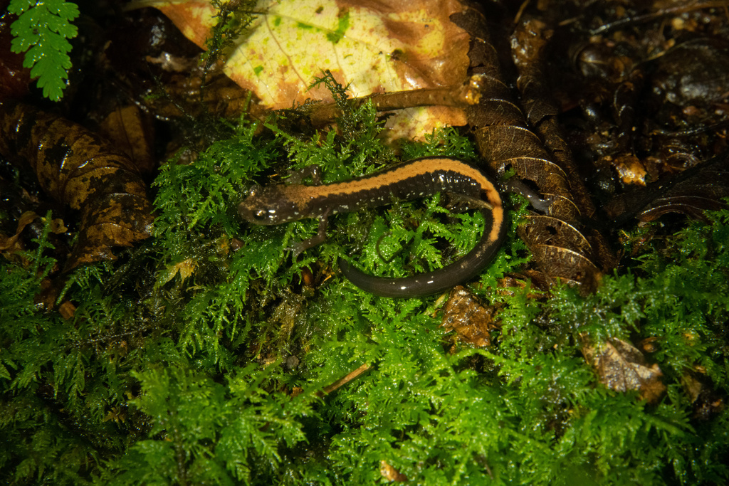 Shenandoah Salamander In August 2022 By Hupholland11 · INaturalist