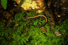 Plethodon shenandoah