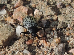 Cypherotylus californicus