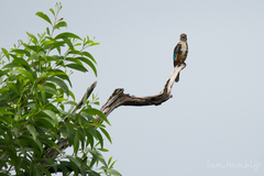 Halcyon smyrnensis perpulchra