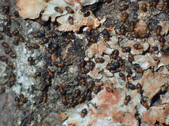 Cerastipsocus trifasciatus