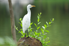 Bubulcus ibis coromandus