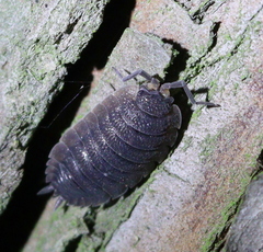 Porcellio