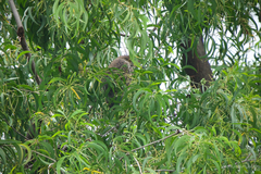 Nycticorax nycticorax nycticorax