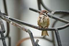 Passer montanus malaccensis