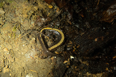 Plethodon shenandoah