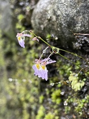 Utricularia striatula