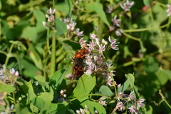 Cryptocheilus rubellus