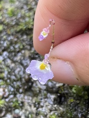 Utricularia striatula