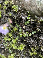 Utricularia striatula