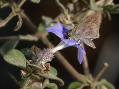 Pelopidas mathias