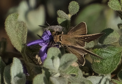 Pelopidas mathias