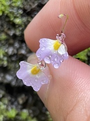 Utricularia striatula
