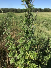 Artemisia vulgaris