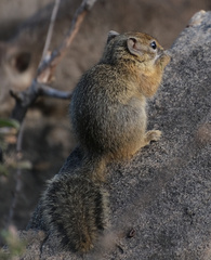 Paraxerus cepapi cepapi