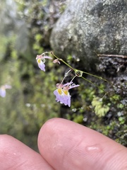 Utricularia striatula