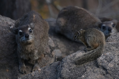 Paraxerus cepapi cepapi