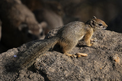 Paraxerus cepapi cepapi