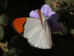 Colotis antevippe