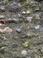 Utricularia striatula