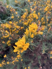 Ulex