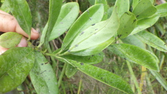 Psychotria borbonica