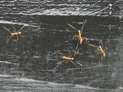 Anoplolepis gracilipes