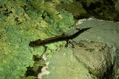 Plethodon shenandoah