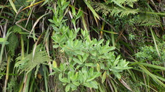 Psychotria borbonica