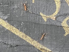 Anoplolepis gracilipes