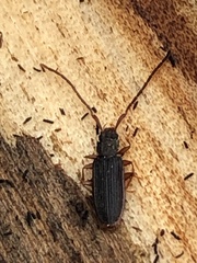 Uleiota planata