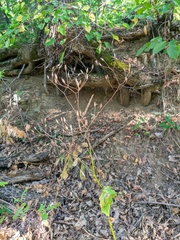 Lapsana communis intermedia