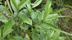 Psychotria borbonica