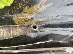 Anoplolepis gracilipes