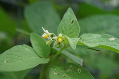 Solanum nigrum