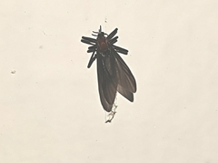 Bibionidae