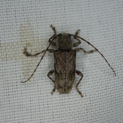 Aegomorphus modestus