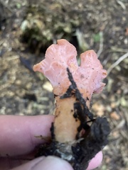Guepinia helvelloides