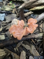 Guepinia helvelloides